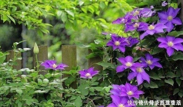 三角梅|这几种花养在墙角最合适,顺着墙开花成海,盛夏也极美!