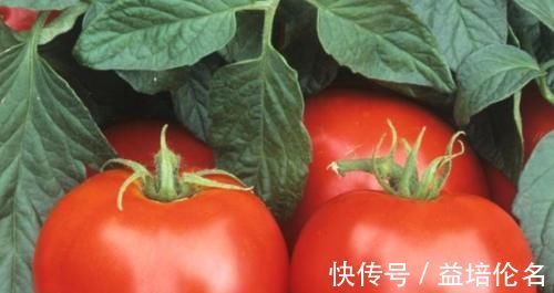 玉米黄素|西红柿和此物是“绝配”,每天一盘,眼睛亮了,皮肤也越来越好!