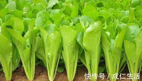 营养师|营养师:5种长寿老人保持健康,要每天吃的食物,你都吃全了吗?