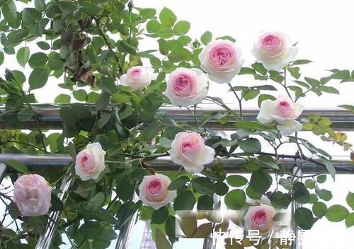 一年中什么时候最适合给月季施肥呢?