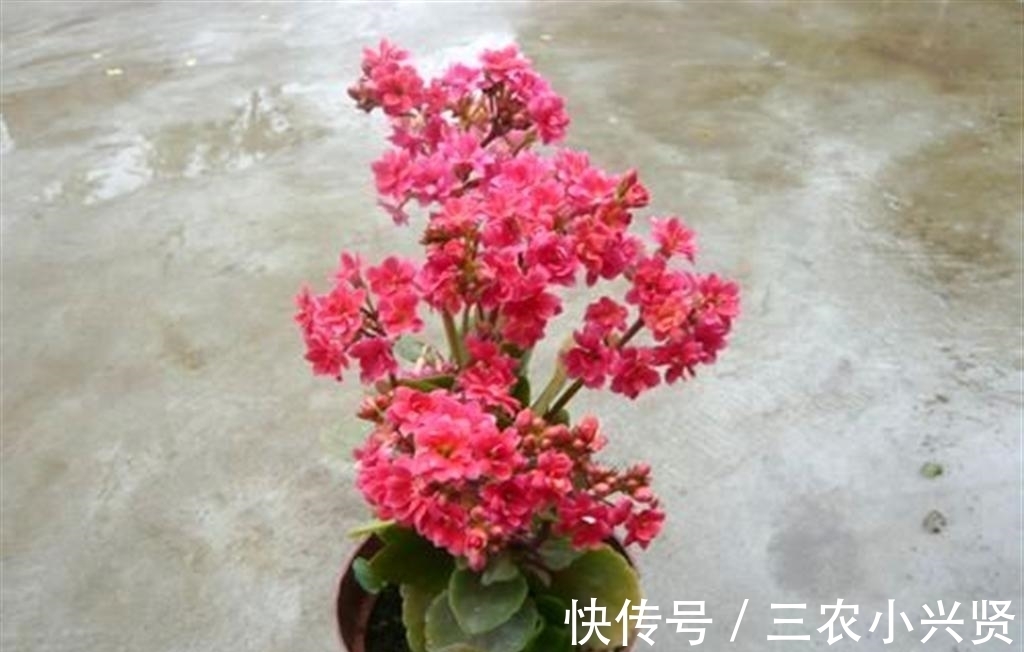 长寿花|长寿花花期过后注意这几点, 下一次开花更大更好看