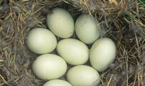 维生素b1|鸭蛋虽好，但食用完后，别再吃此种食物，要忌口，快告诉家人