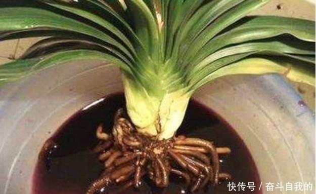 君子兰不好养用上“这2种药片”,新芽呼呼冒,花开爆盆!