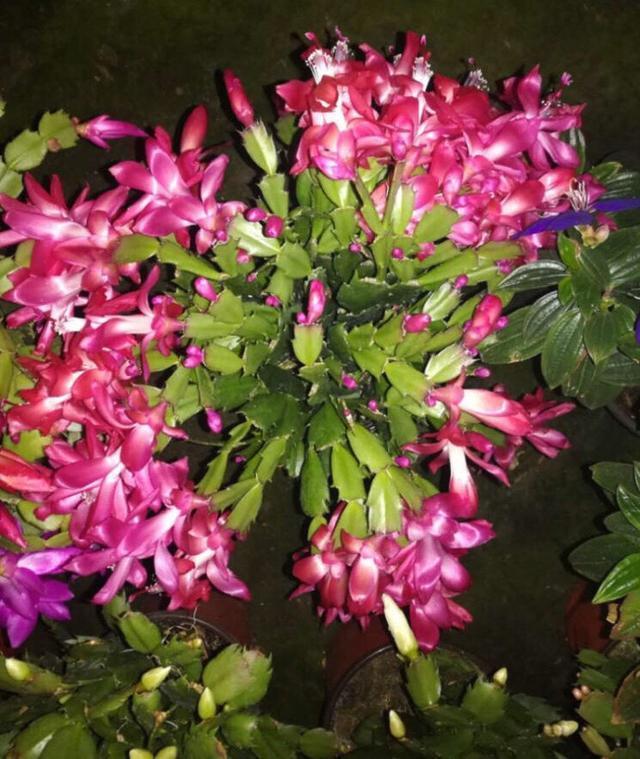 花朵|秋季养“蟹爪兰”,10天浇1碗肥水,开花多3倍,花朵大、花色艳