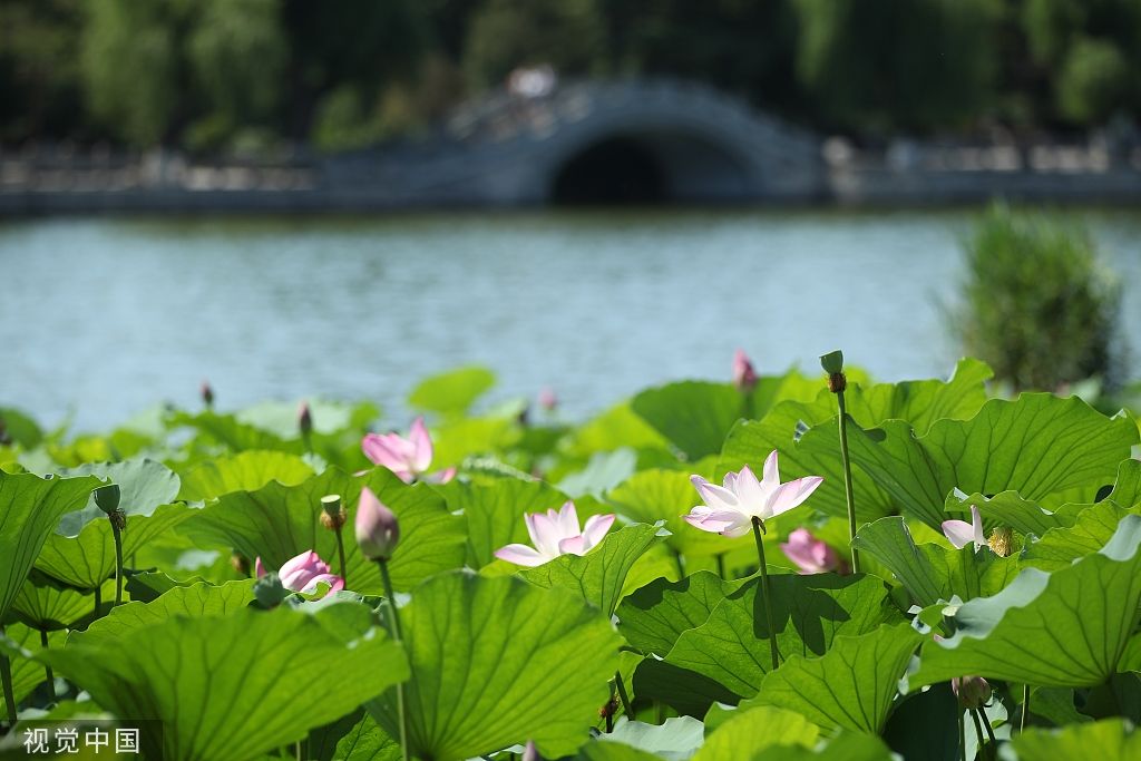 荷叶茶|泉城荷韵