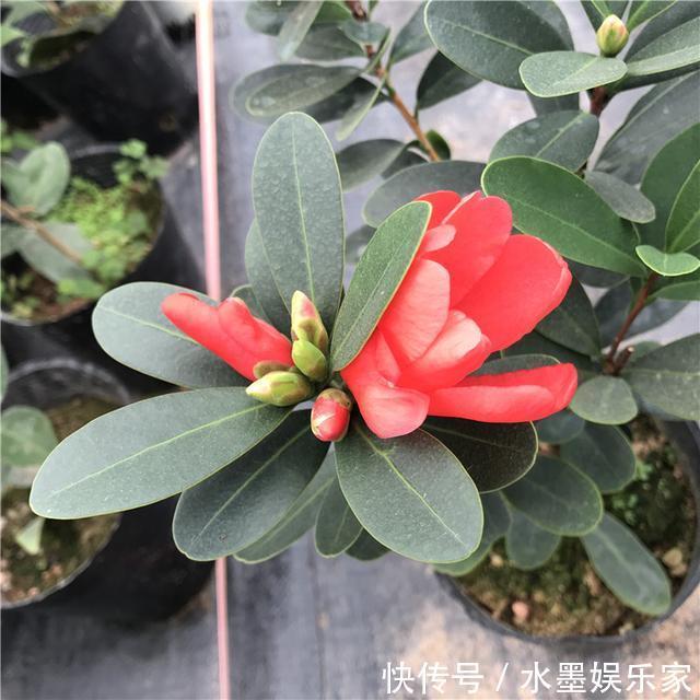 阳台上|想让山茶花爆盆吗掌握养花小知识,那全都不是事。