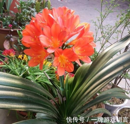 讲究|养君子兰有“讲究”,教你几个小技巧,呼呼长叶,棵棵开花