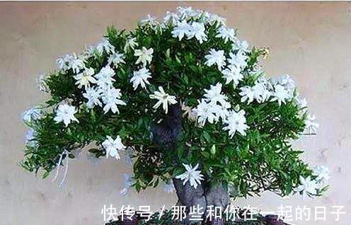 这3种“盆景”个子虽小，却香飘十里，除螨抗菌，客厅最好养1盆！