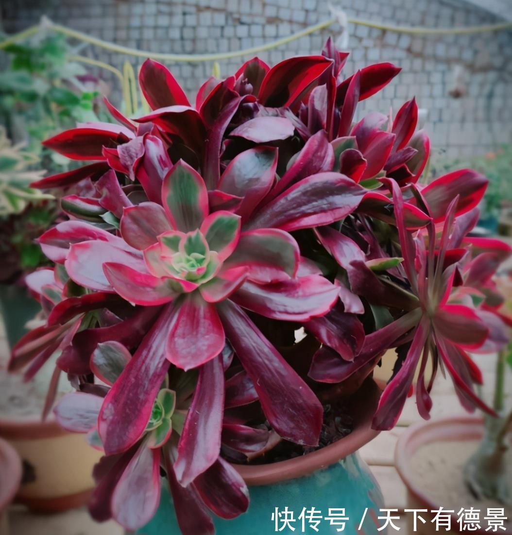 你养的是老桩法师,春季学会3个“操作”,叶片上色快,状态美