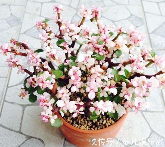 株型精致易培养成老桩,学会这4点,自己在家扦插“金枝玉叶”