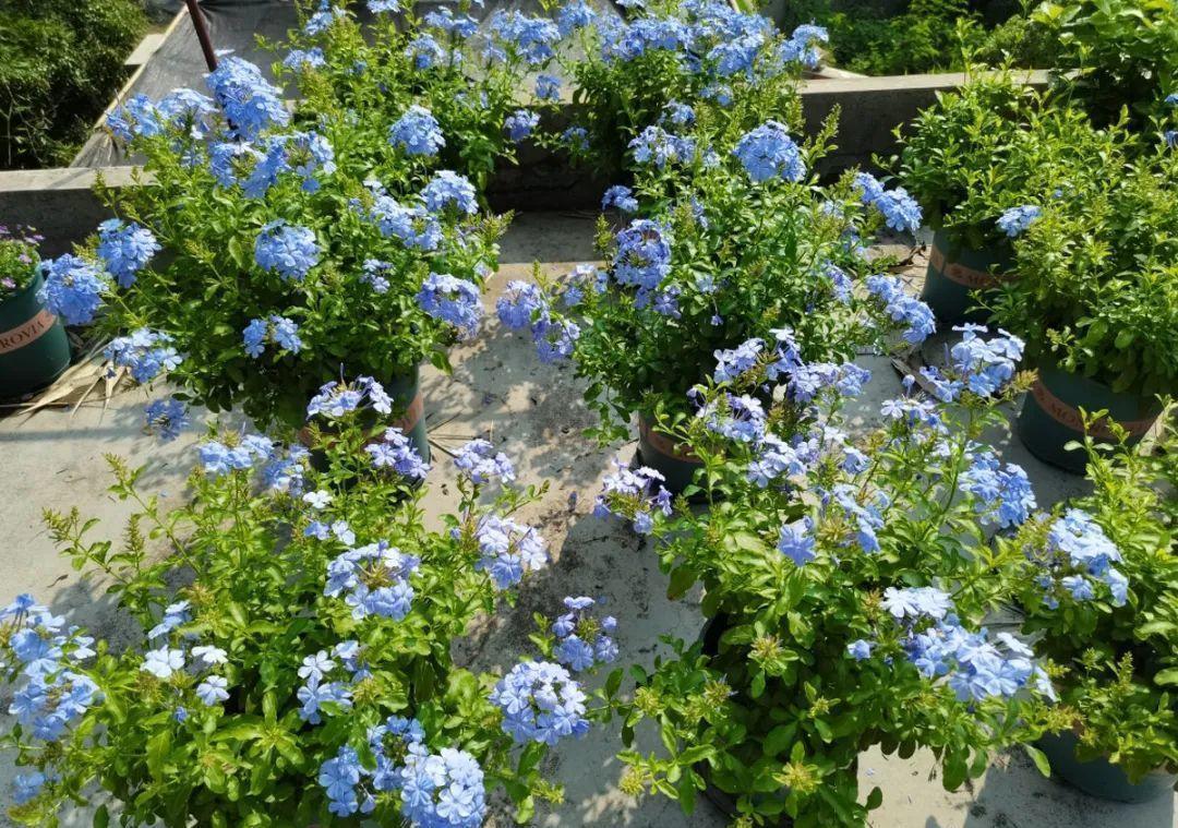 风雨兰|从养花大神家，偷来3个爆花技巧，快学，24小时后删