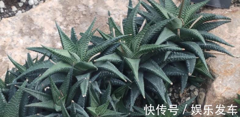 叶子|秋季天气渐凉,养多肉盆栽它们正合适,沾土就活,株型美