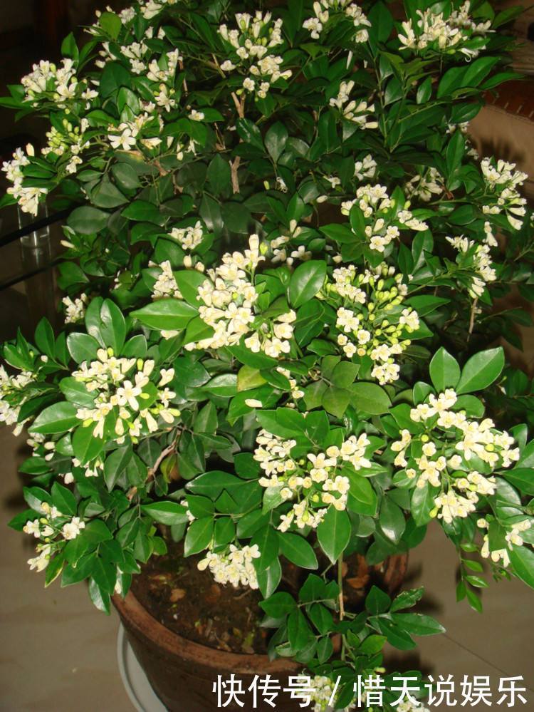 晚上失眠,就养“这花”,香味扑鼻,一觉睡到天亮,别不养