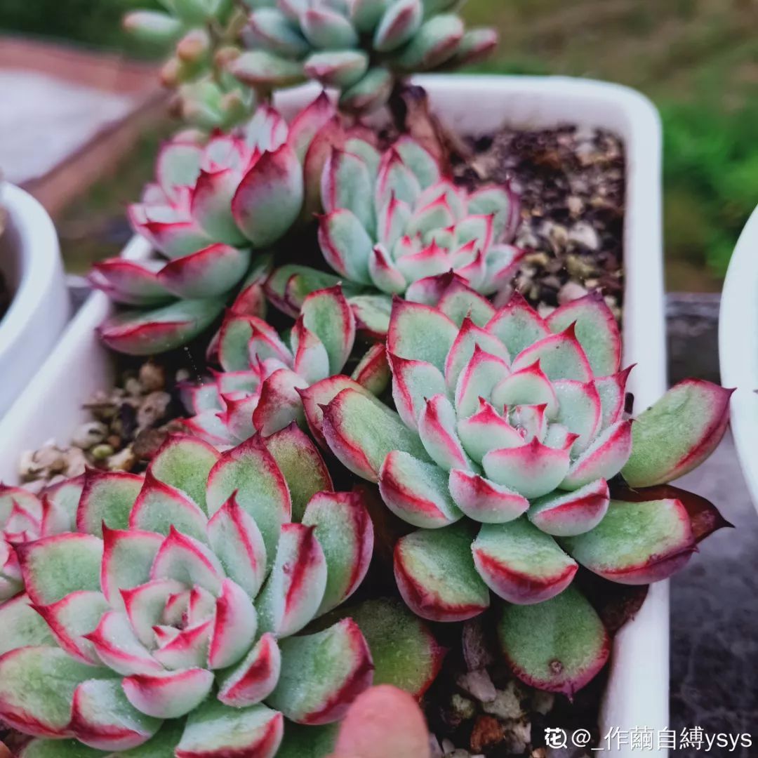 自制养花杀菌水,7天浇一勺,虫子全死光,再也不黄叶!