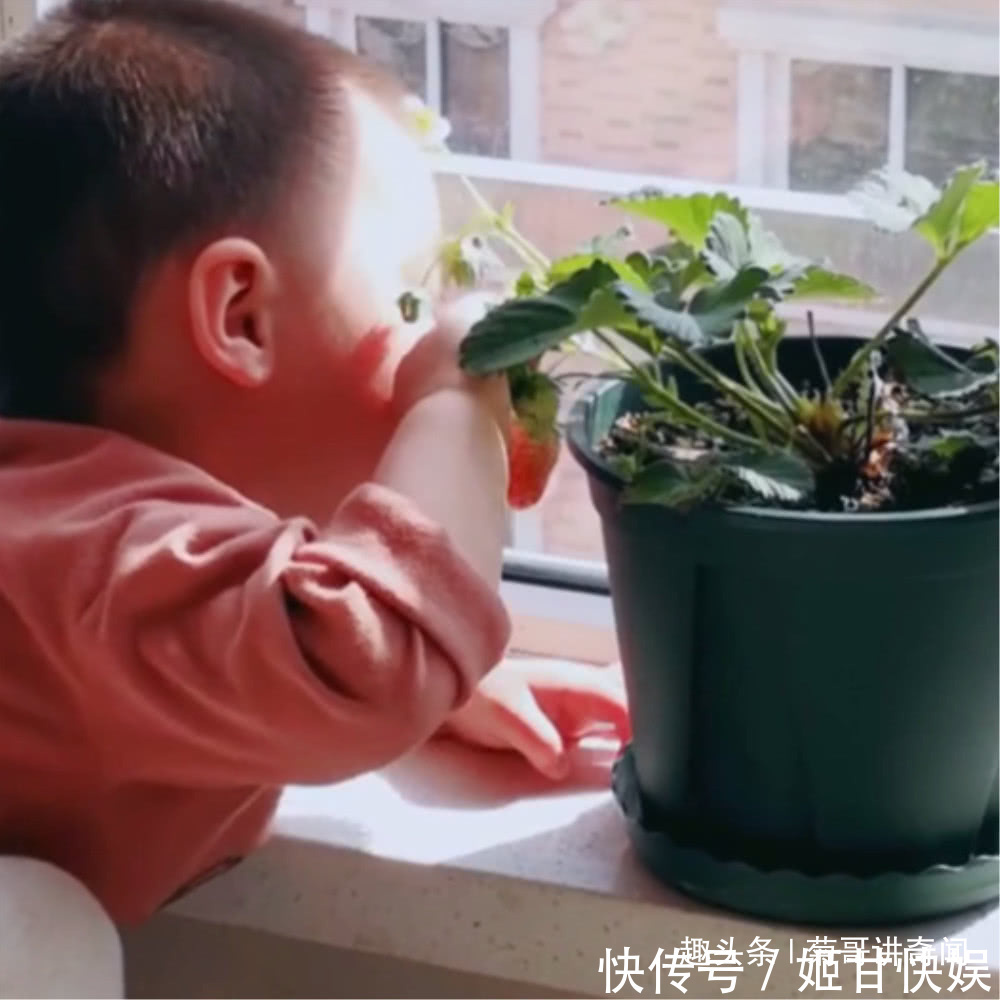 家里面|妈妈在家种了一盆草莓,好奇宝宝张嘴就是一口,最后被妈妈发现