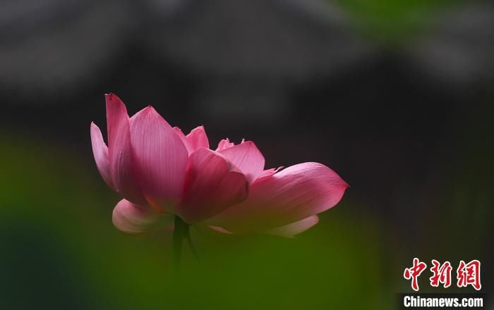 杭州|杭州西湖荷花进入盛花期 “映日荷花别样红”已是靓丽风景