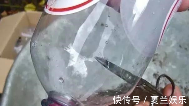 矿泉水瓶|捡回7个塑料瓶，养成空中菜园，变废为宝，吃上绿色蔬菜