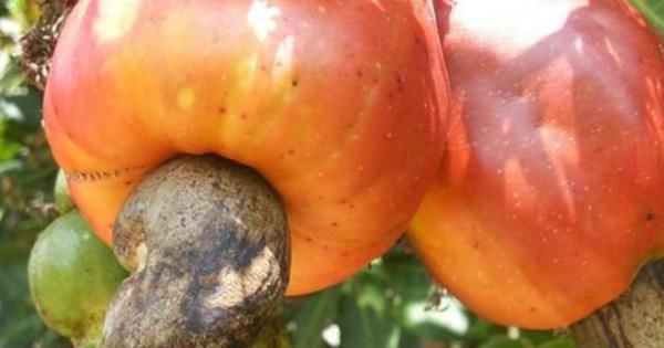 腰果很好吃，那你知道剥腰果的人要受多大罪吗过程非常“残忍”