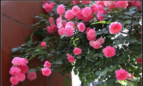 阳台养花选它，香味浓郁花量大，好养易繁殖，开花美极了