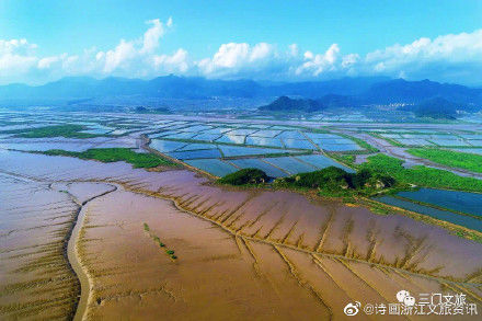 海域|惊艳！三门海域又现“海上森林”奇观！