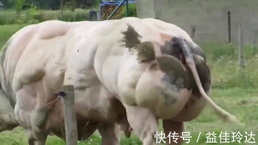 抑制素|魔鬼筋肉牛：人类改造出来的怪物，世界上最强壮的牛，你敢吃吗？
