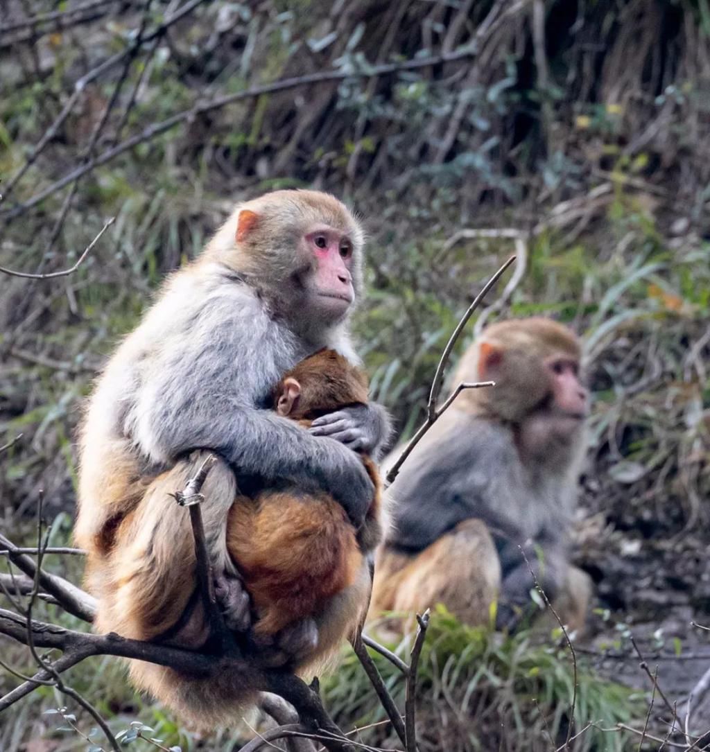 中年|巫山为小三峡猕猴送过年货