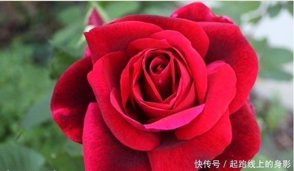 十大浓香月季排行榜,开花比香水还好闻,你喜欢哪种