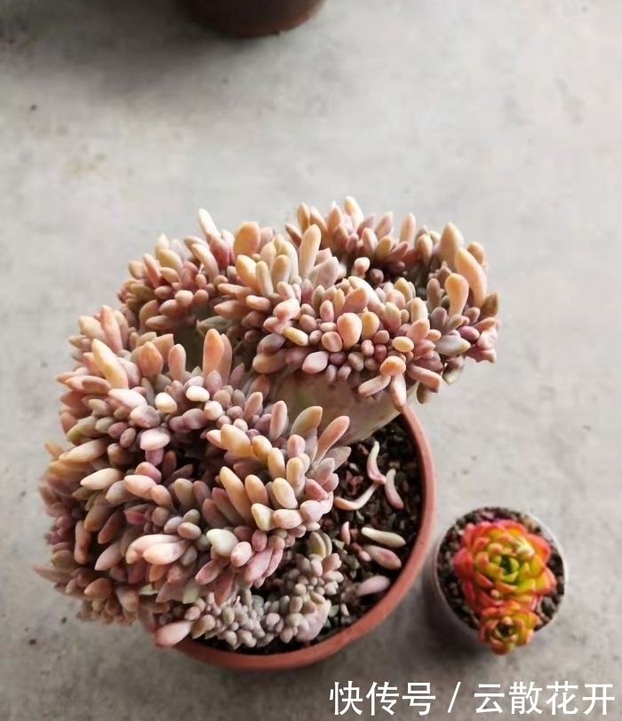 免费的多肉,总是活得特别好