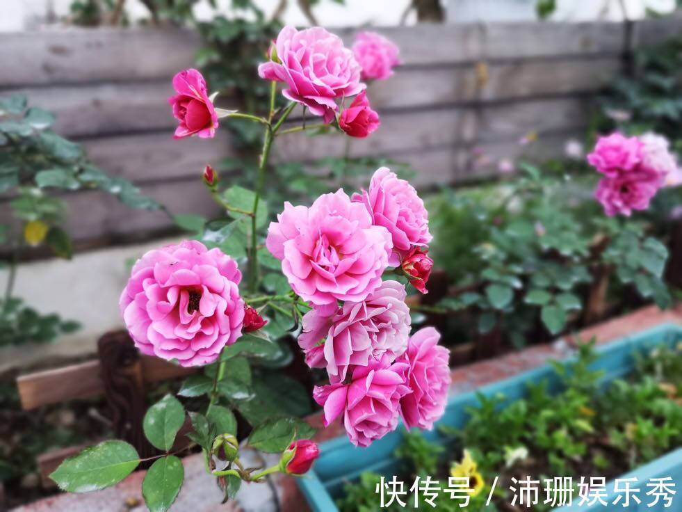 5种花“扦插”正当时,天气转凉利于生根,喜欢别偷懒