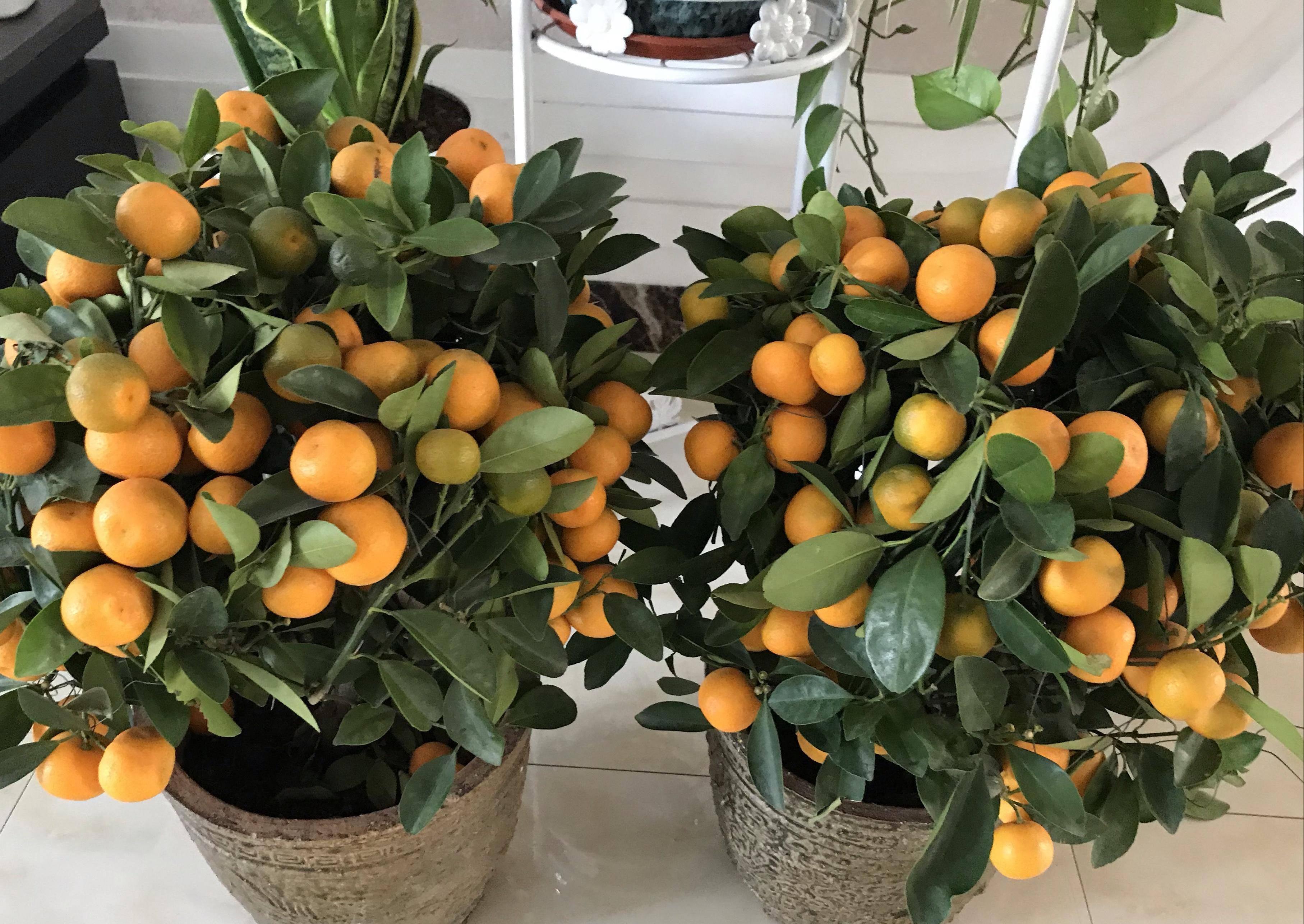 7种漂亮花,都是“醋罐子”,每月喝一碗,黄叶消失,花满枝头