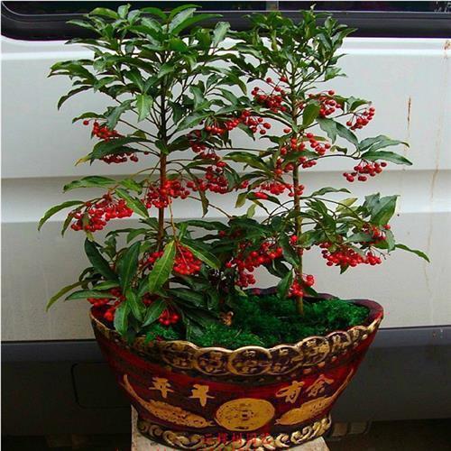 花卉|客厅养花选择6种树,自带财气,叶片油绿,旺财、旺人