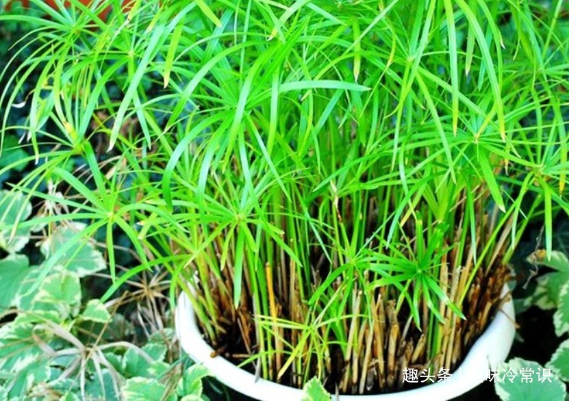 这五种喜欢水的植物,随便浇水都不怕,适合新手养
