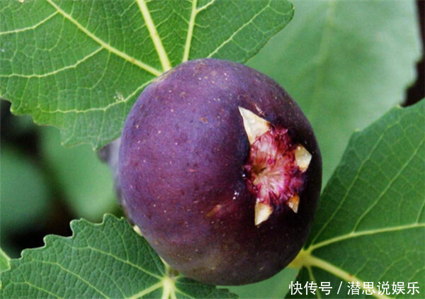 文仙果|三伏天,宁可少吃肉非要吃此果,开胃、通气、提神,增强自信心