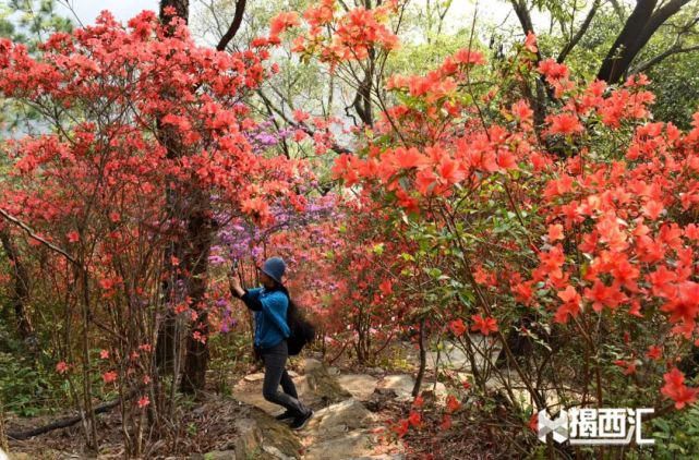 龙山杜鹃怒放，赏花正当时，点缀揭西的绿水青山