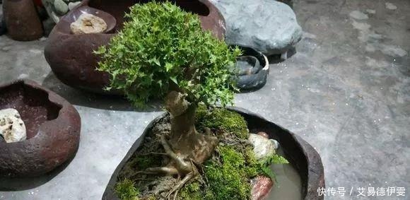 大爷用石头来养花,越养越值钱,有人出1000块也不卖!