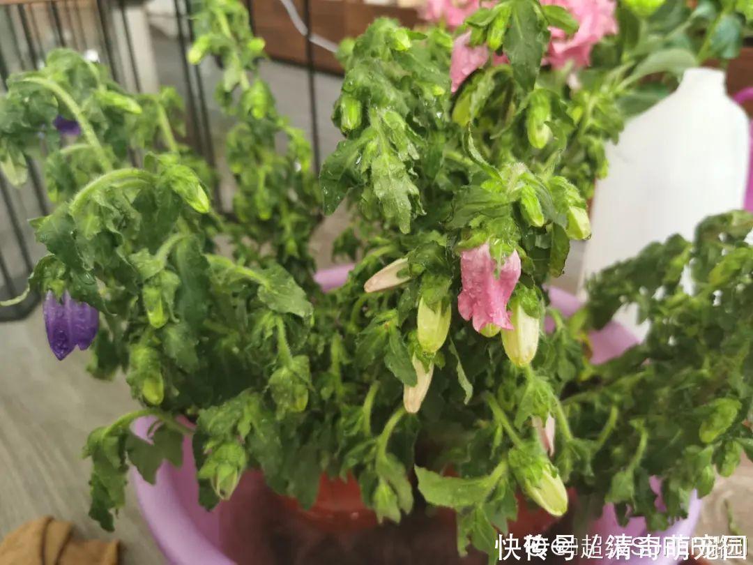 潮湿|超级“喜水”的花,3天不浇水,就离死不远了