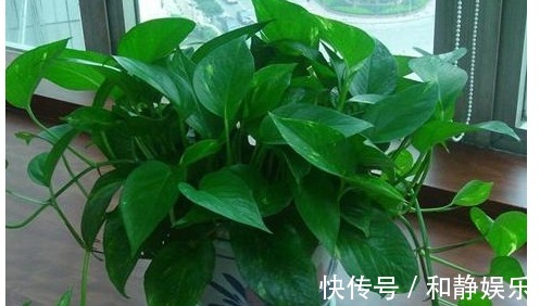 虎皮兰|以下7种常养花施肥大全,告诫花友们一定不要在瞎施肥啦