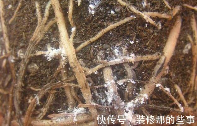 粉蚧虫,肉友最痛恨的虫子,多肉防虫要无时无刻