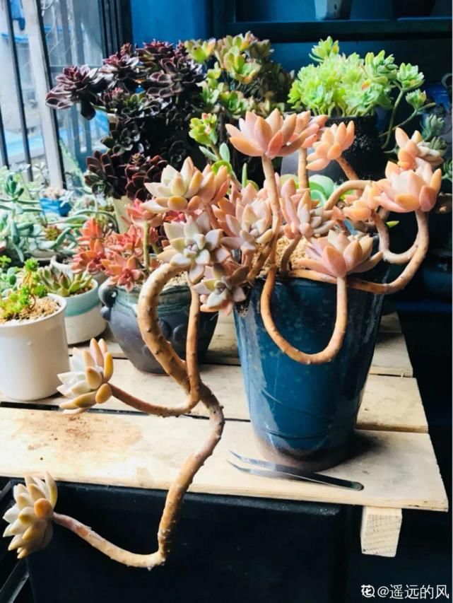 一入肉坑深似海，越养越上瘾