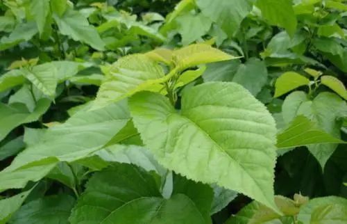 木槿花|老中医盘点8味民间草药,8种顶级妙用,治自汗、盗汗有奇效!