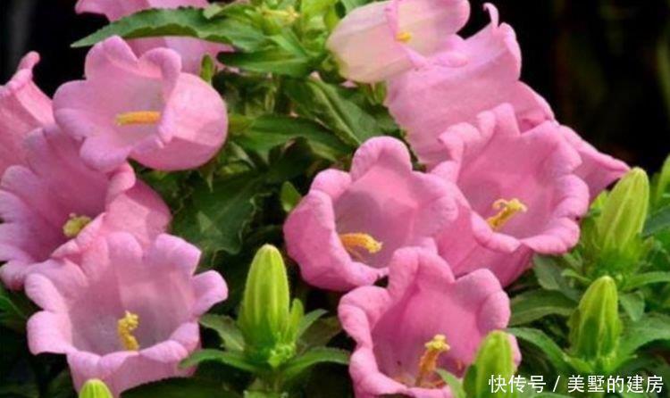 5种花是爆盆能手,5元一盆,开花超强,四季有花赏