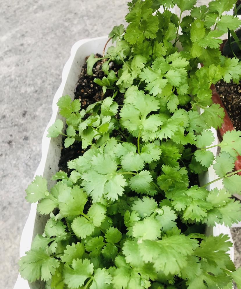  保存|生姜别再放冰箱了，一个小妙招，保存一年都新鲜