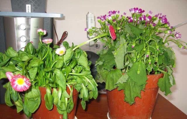 发现冬天养花有5种水不能浇，浇之后，那叫一个“惨”，都看看吧