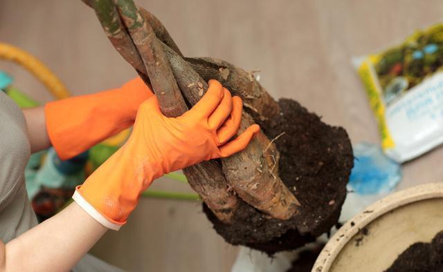 坏事|3种植物最怕“乱浇水”,有时候太勤快反而坏事,管住手,不烂根