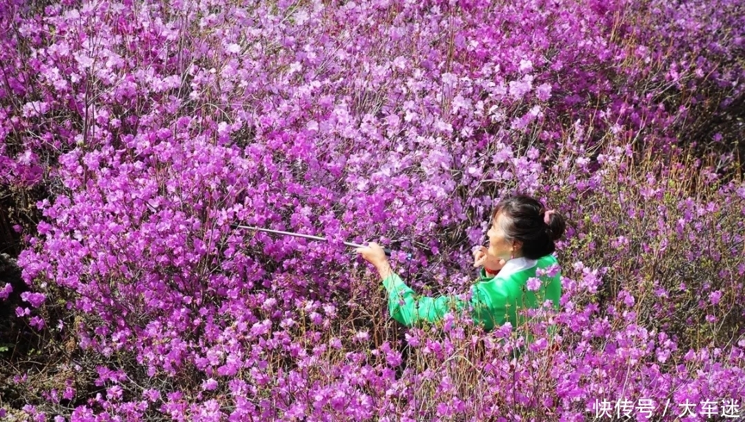 五一出游 : 沙兰杜鹃花争艳 , 镜泊湖畔春烂漫