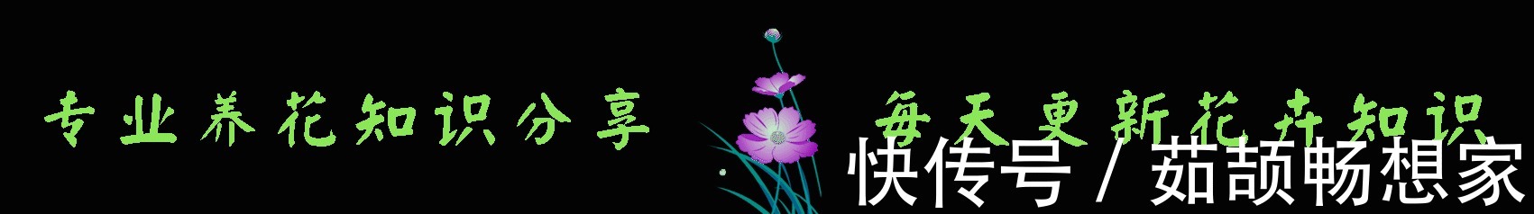 喜欢观叶植物，必养这2款小花，生长旺盛，叶片油绿，叶片比桶大