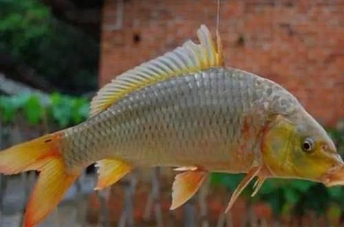 黄豆粉|钓鲤鱼唯独这饵才靠谱，刚下竿就有口