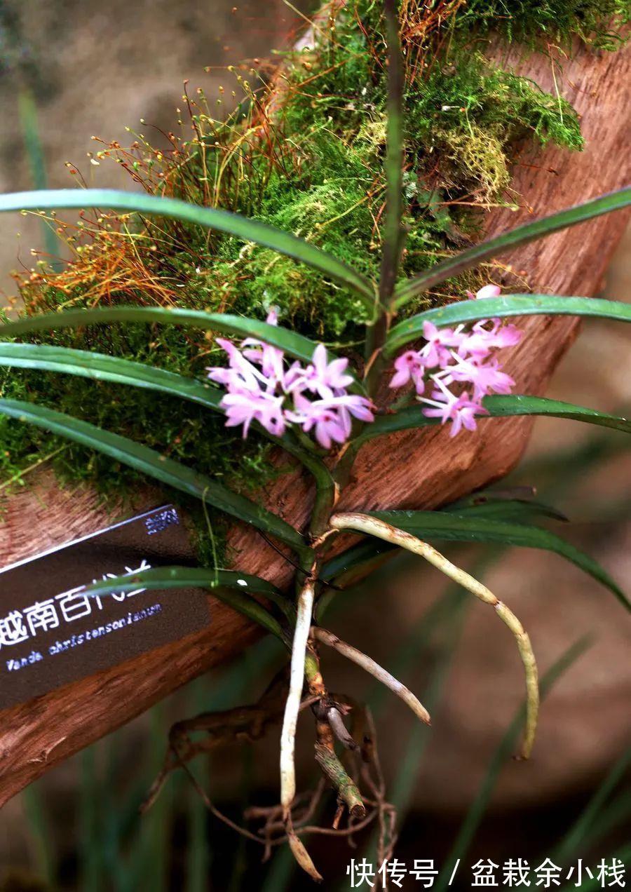 新芽|摸透2个重点,假鳞茎肥大的兰花扦插可轻松驾驭!