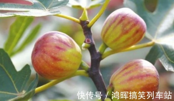 施肥|无花果通便润肠、美容抗老,农民重点掌握三点,收获高产无花果