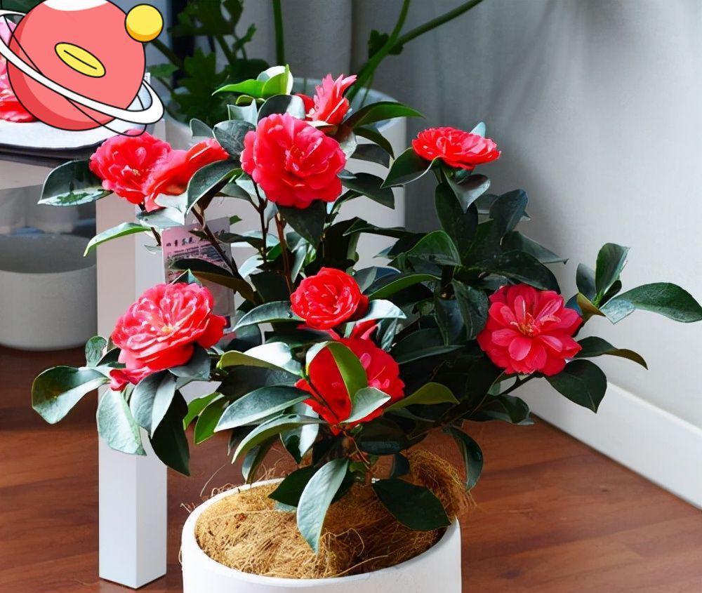 10大吉祥花，客厅有空地一定要养一盆，高档又好养，旺财又旺家